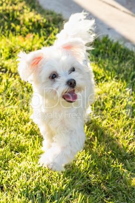 Adorable Maltese Puppy Running In The Yard