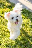 Adorable Maltese Puppy Running In The Yard