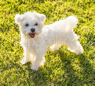 Adorable Maltese Puppy Playing In The Yard