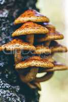 Pholiota aurivella mushrooms on a birch