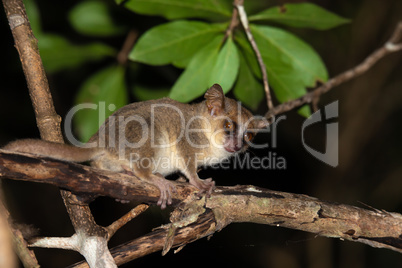 A little mouse lemur on a branch, taken at night