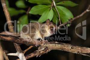 A little mouse lemur on a branch, taken at night