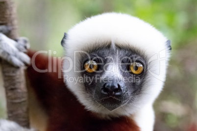 The portrait of a Sifaka lemur in the rainforest