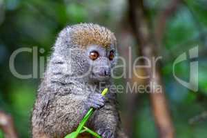 A small lemur on a branch eats on a blade of grass