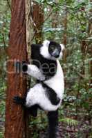A black and white lemur sits on the branch of a tree