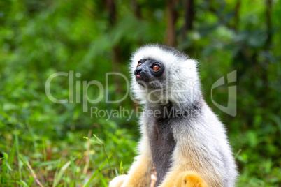 A Sifaka Lemur in the rainforest on the island of Madagascar