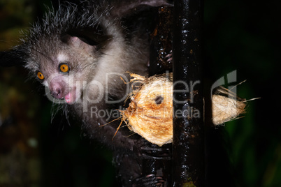 The rare, nocturnal aye-aye lemur with a coconut