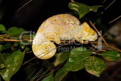 A chameleon on a branch with green leaves