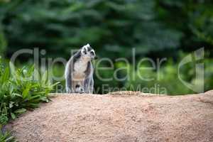 The funny ring-tailed lemurs in their natural environment