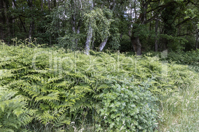 At the wildlife sanctuary Höltigbaum