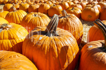 Group of orange pumpkins at outdoor Halloween local fair