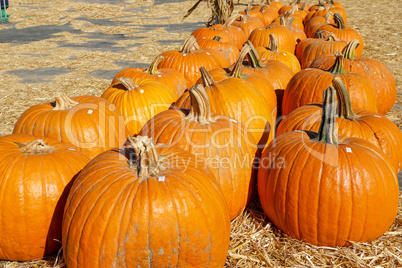 Group of orange pumpkins at outdoor Halloween local fair