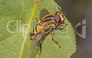 Große Sumpfschwebfliege 'Helophilus trivittatus'