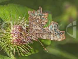 C-Falter 'Polygonia c-album'