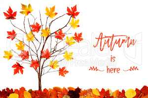 Tree With Colorful Leaf Decoration, English Calligraphy Autumn Is Here