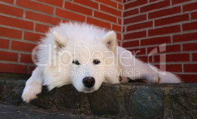 samoyed dog