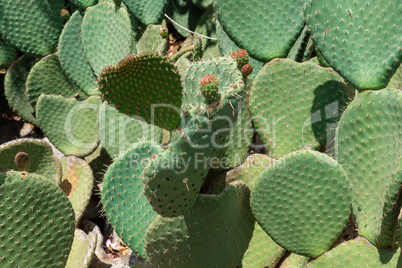 Close up of Opuntia, commonly called prickly pear