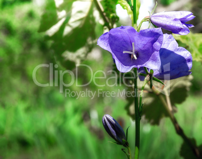 Blooming blue bell