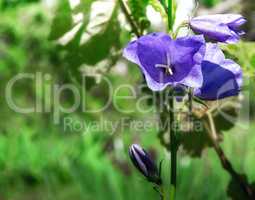 Blooming blue bell