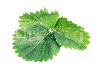 Green leaf