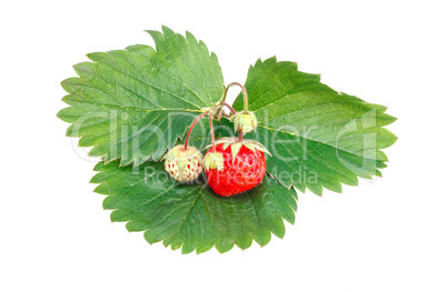 Ripe strawberries Ripe strawberries