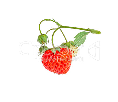 Ripe strawberries