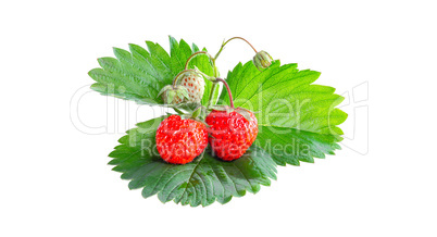 Ripe strawberries