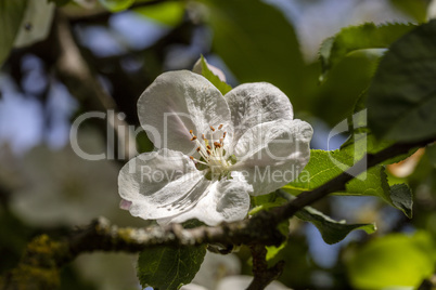 Apfelblüte im Abendlicht