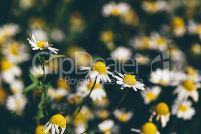 Background of wild chamomile flowers