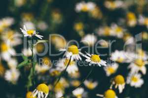 Background of wild chamomile flowers