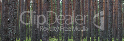 Panoramic view on summer pine forest. Pine trees planted in a ro