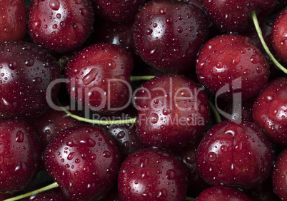 Fresh ripe cherries with water drops, as background.