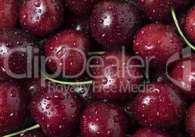 Fresh ripe cherries with water drops, as background.