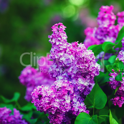 Blossoming purple lilacs