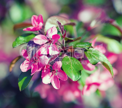 Pink spring flowers