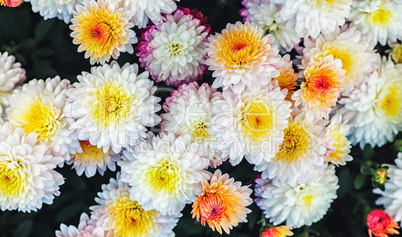 Many chrysanthemum flowers