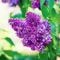 Purple lilac blooms. Branch of blossoming lilac. Shallow depth of field. Selective focus.
