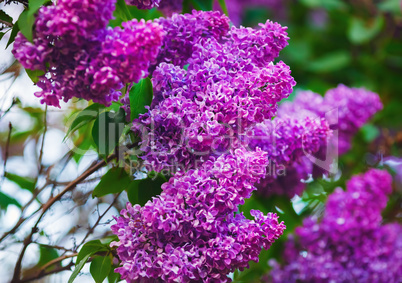 Purple lilac flowers