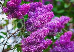 Purple lilac flowers