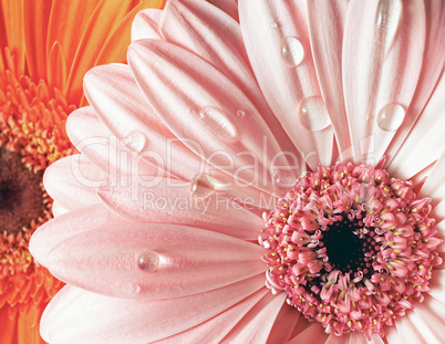 Fresh pink gerbera