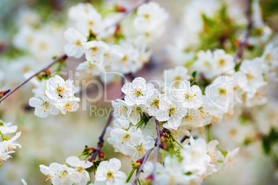 White cherry flowers