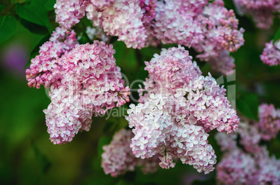 Blossoming pink lilacs