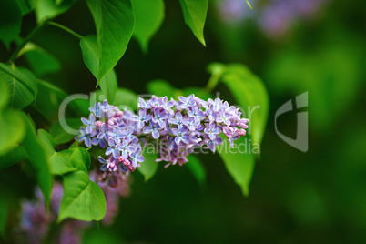 Spring lilac flowers Spring lilac flowers