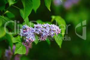 Spring lilac flowers