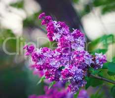 Purple lilac branch