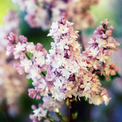 Branch of pink lilac Branch of pink lilac
