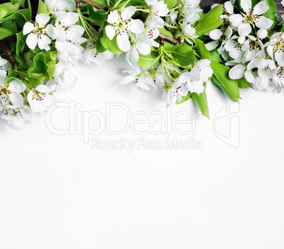 Blank background and flowers