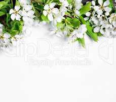 Blank background and flowers