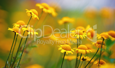 Yellow camomile flowers