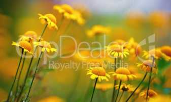 Yellow camomile flowers
